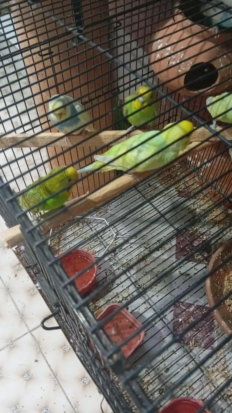 nice parots — photo 8