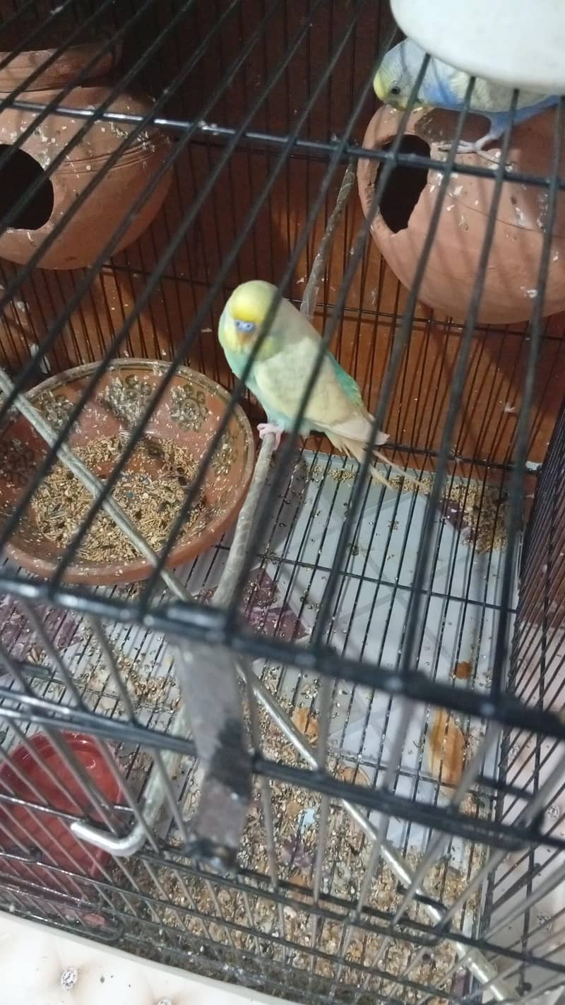 nice parots 9