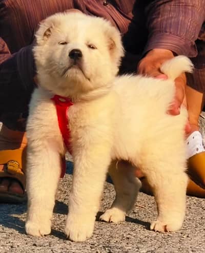 Afghan Kochi / King kurdish kangal pair / Alabai Pair / security Dog