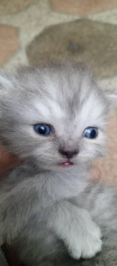 kitten 1 month age persian with mother 0332 1547535 Gray color