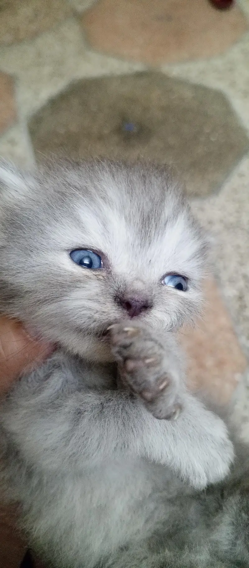 kitten 1 month age persian with mother 0332 1547535 Gray color — photo 2