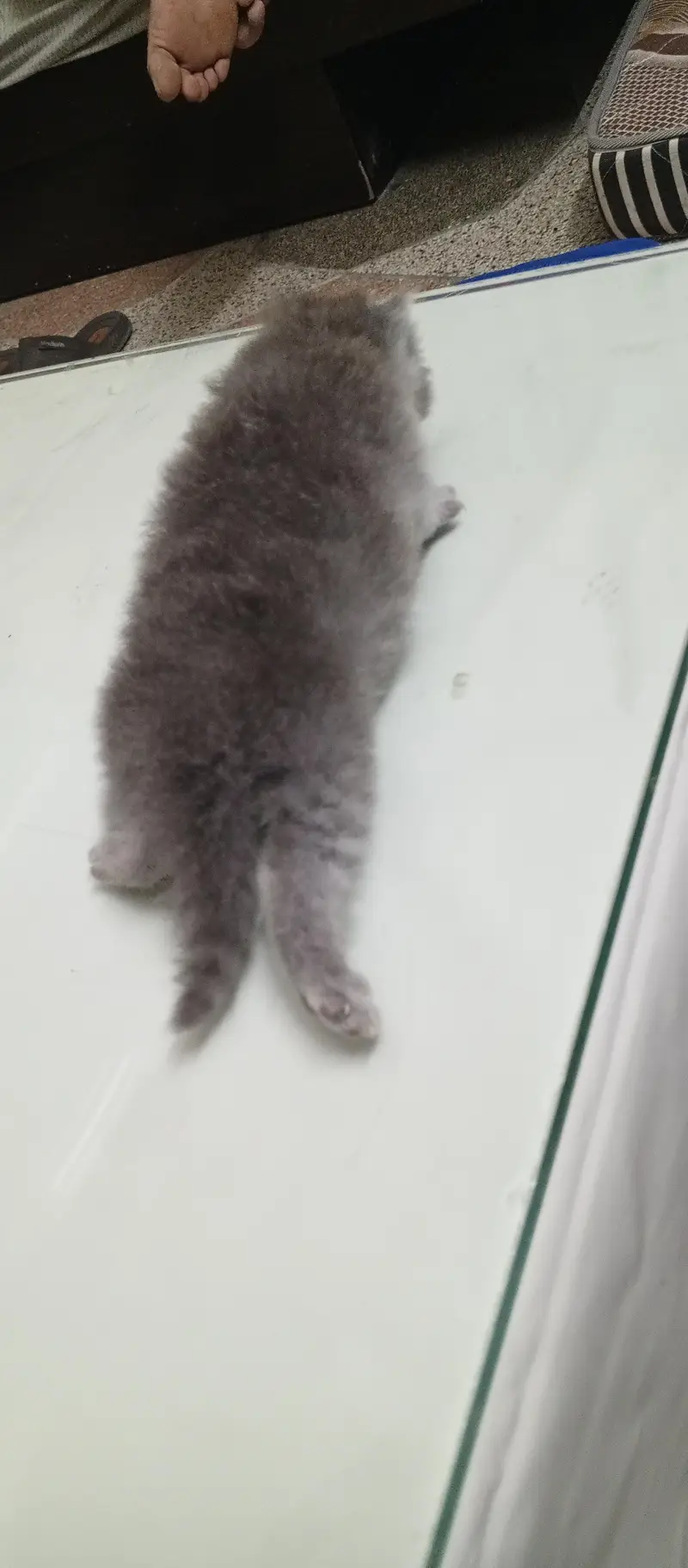 kitten 1 month age persian with mother 0332 1547535 Gray color — photo 3