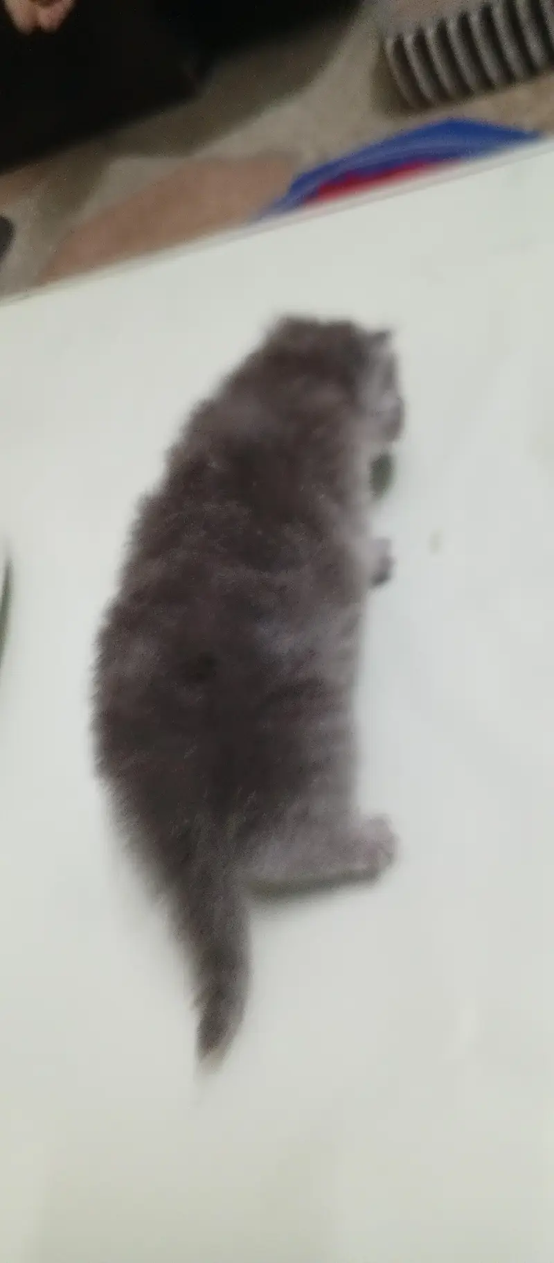 kitten 1 month age persian with mother 0332 1547535 Gray color — photo 4