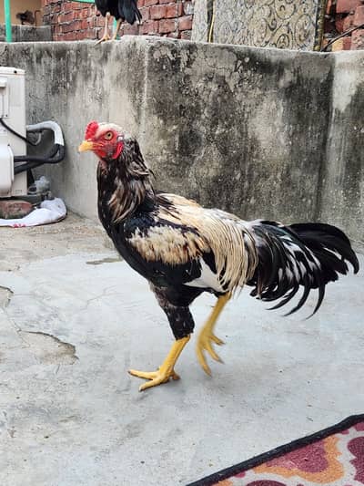 Aseel Murgha for Sale