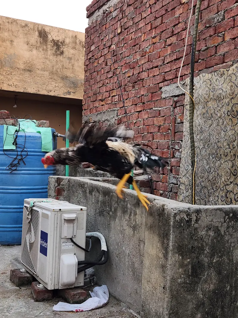 Aseel Murgha for Sale — photo 2