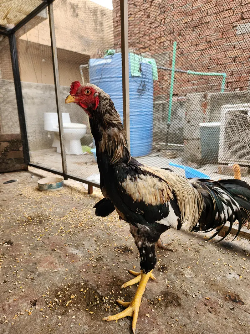 Aseel Murgha for Sale — photo 5