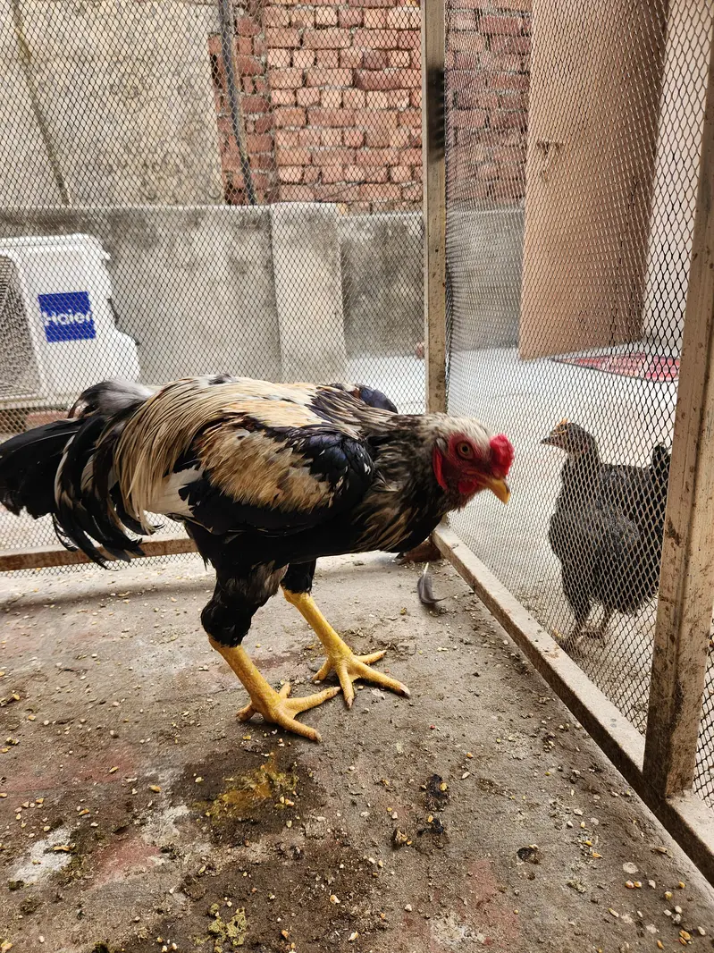 Aseel Murgha for Sale — photo 7