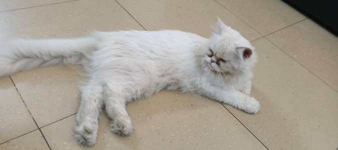 persian cat, triple coat, fully trained, punch face
