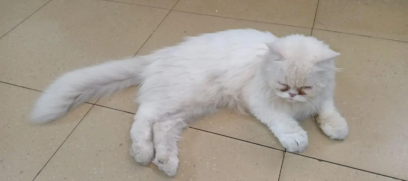 persian cat, triple coat, fully trained, punch face — photo 2