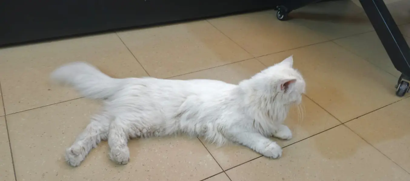 persian cat, triple coat, fully trained, punch face — photo 3