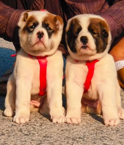 Afghan Kochi /  Alabai Pair / security Dog / King kurdish kangal pair