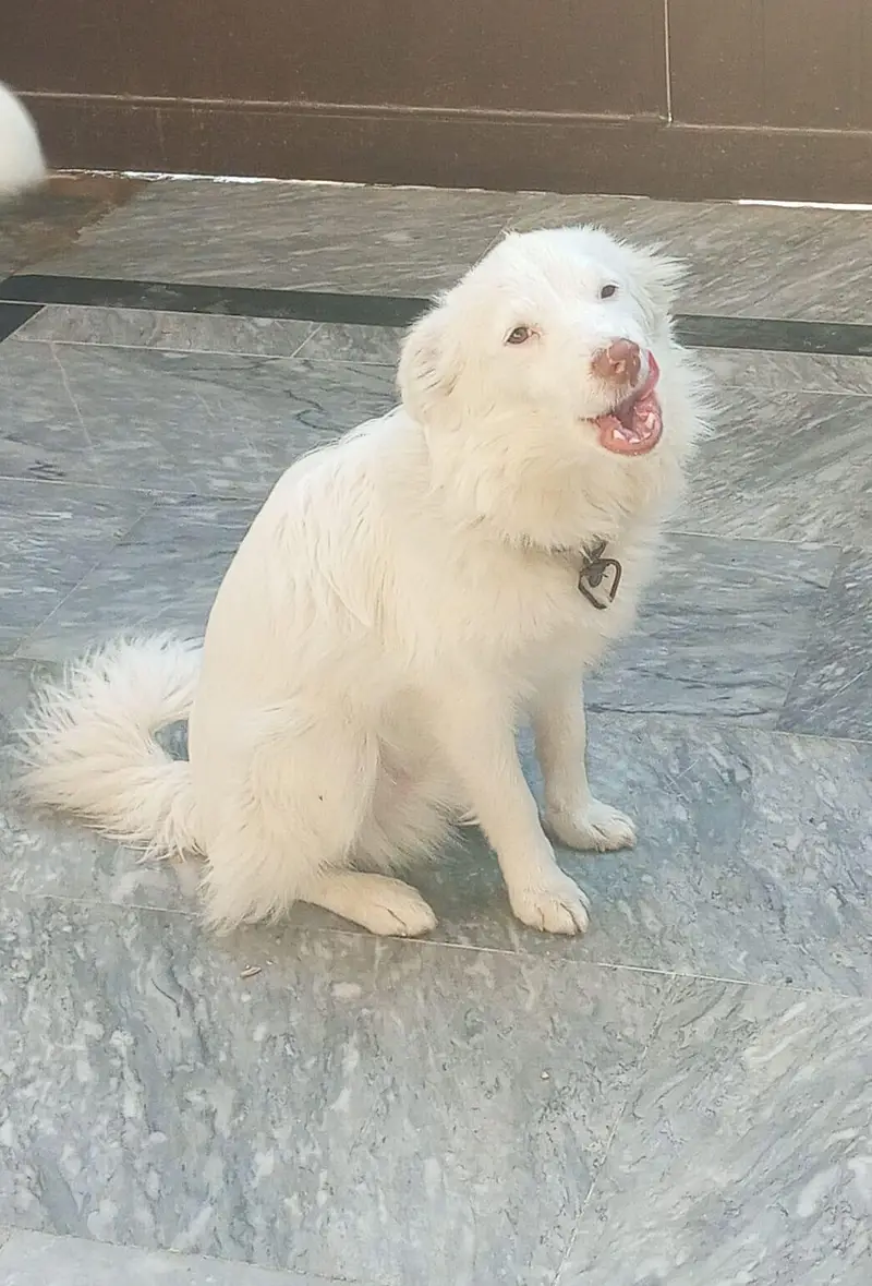 Russain dog — photo 2
