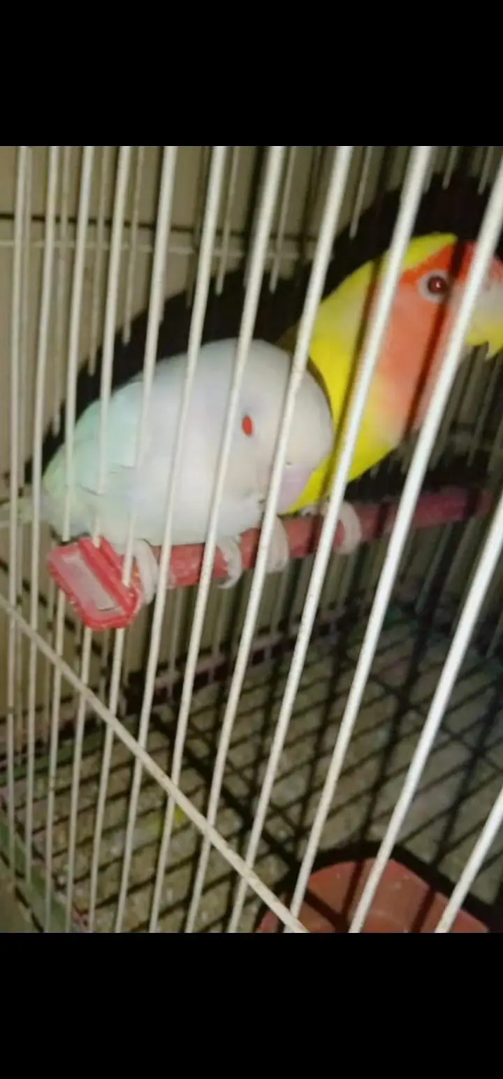 breeder pairs — photo 2