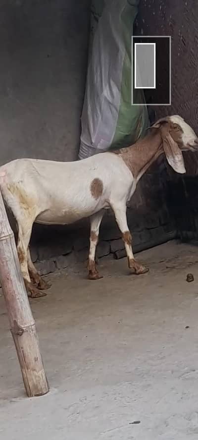 dasi bakri gaban tayar
