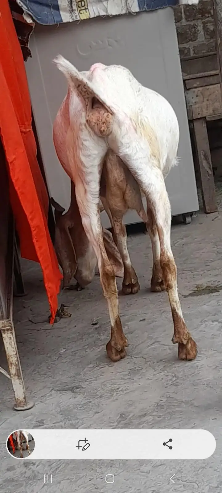 dasi bakri gaban tayar — photo 2