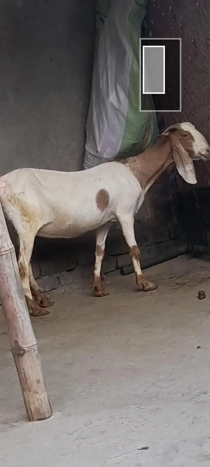 dasi bakri gaban tayar — photo 3