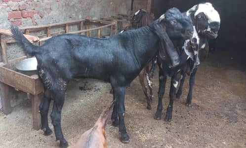 Pure Black & Nagra Beetal Goats | female bakri _Milking & Breeder