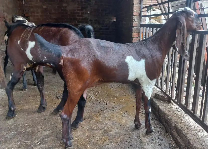 Pure Black & Nagra Beetal Goats | female bakri _Milking & Breeder — photo 2