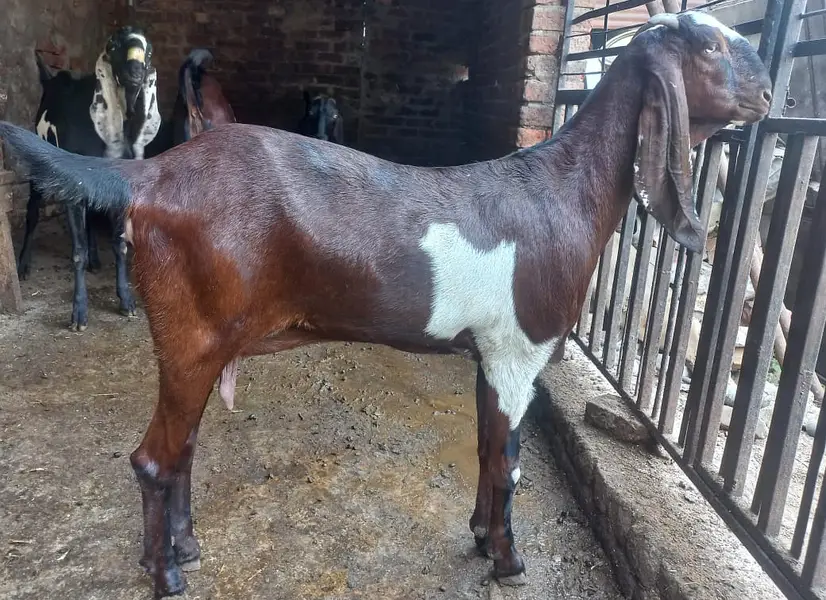Pure Black & Nagra Beetal Goats | female bakri _Milking & Breeder — photo 3