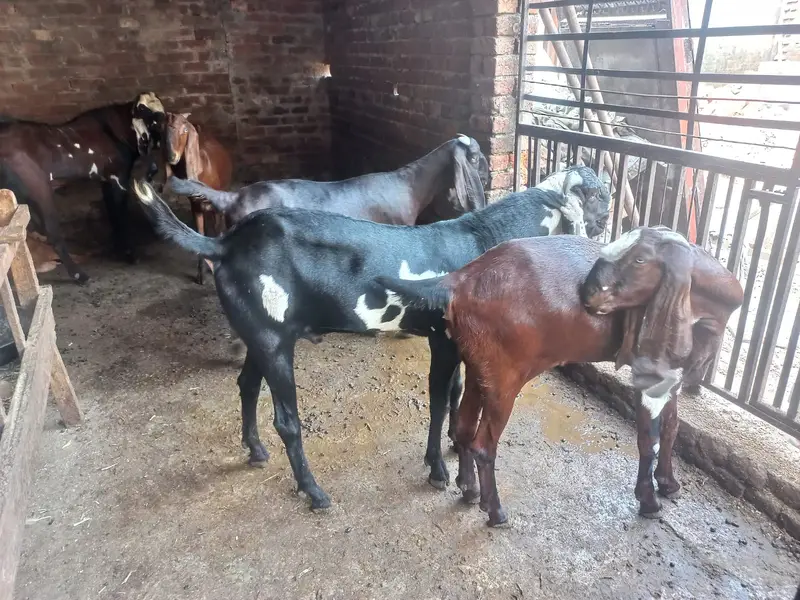 Pure Black & Nagra Beetal Goats | female bakri _Milking & Breeder — photo 4