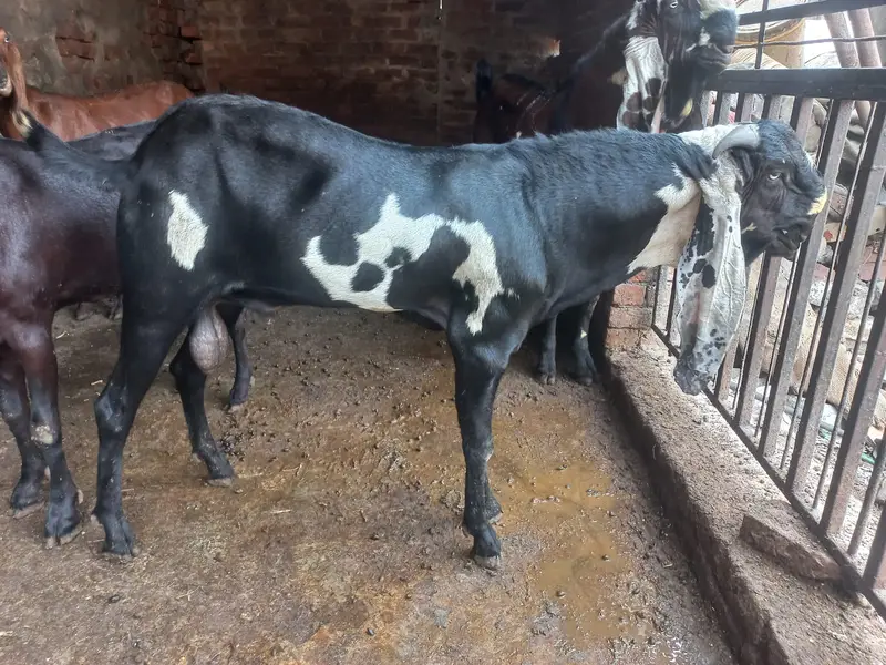 Pure Black & Nagra Beetal Goats | female bakri _Milking & Breeder — photo 5