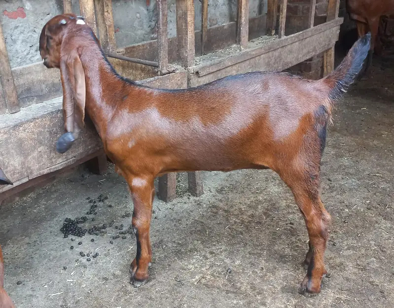 Pure Black & Nagra Beetal Goats | female bakri _Milking & Breeder — photo 6