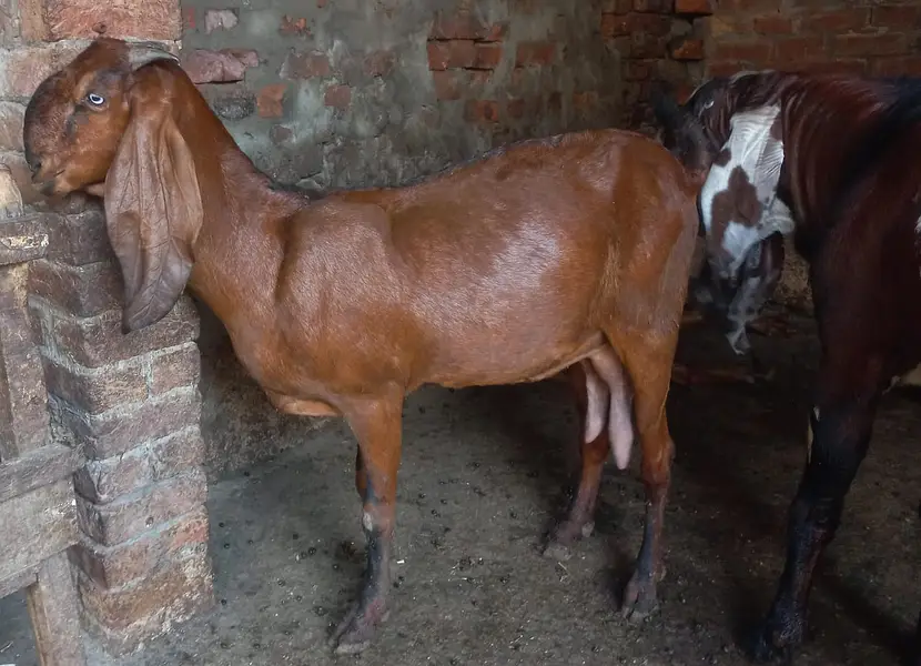 Pure Black & Nagra Beetal Goats | female bakri _Milking & Breeder — photo 7