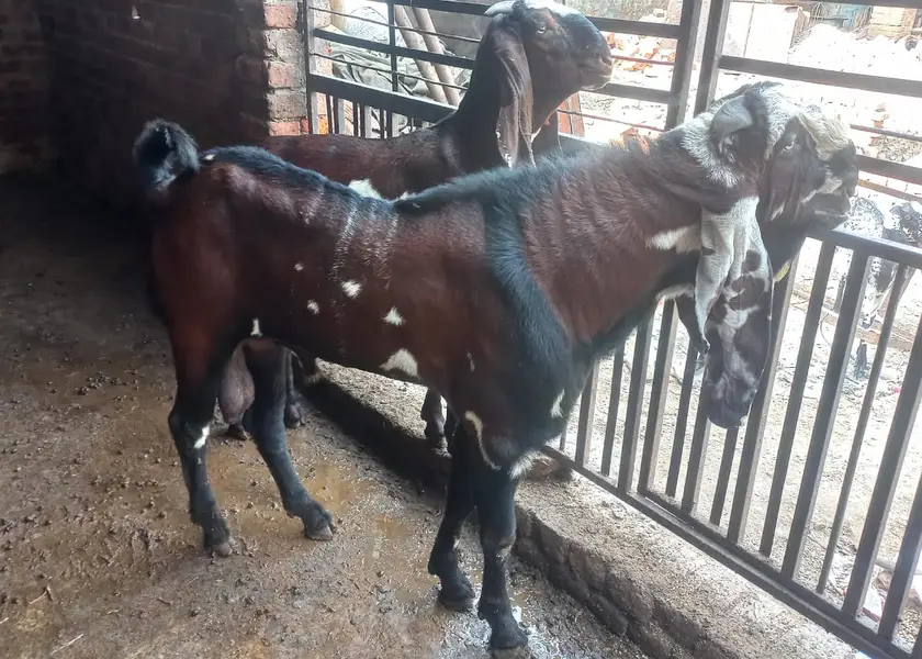 Pure Black & Nagra Beetal Goats | female bakri _Milking & Breeder — photo 8