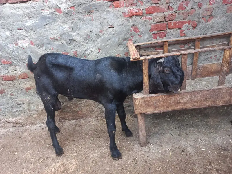 Pure Black & Nagra Beetal Goats | female bakri _Milking & Breeder — photo 10