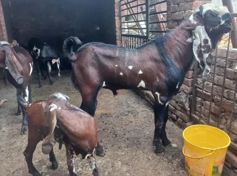 Pure Black & Nagra Beetal Goats | female bakri _Milking & Breeder — photo 12