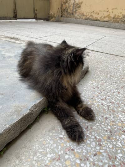 Female Persian Cat For Sale