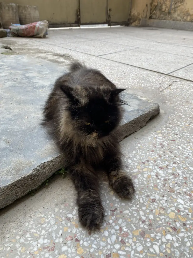 Female Persian Cat For Sale — photo 2