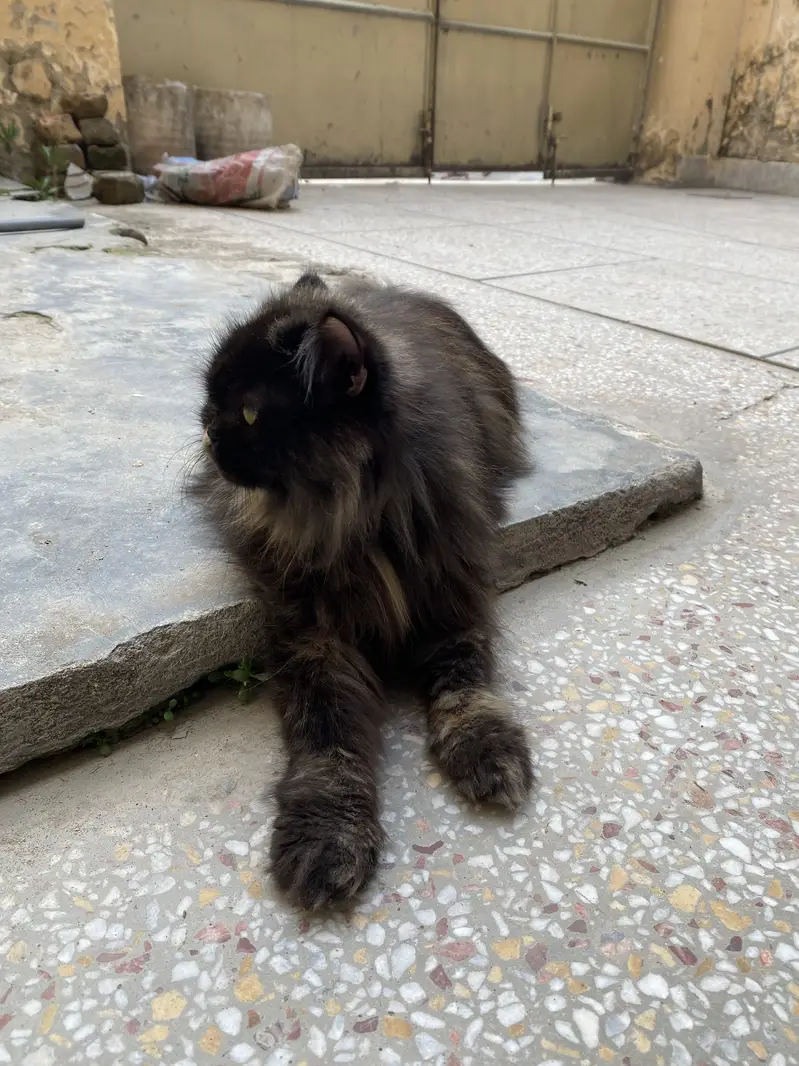 Female Persian Cat For Sale — photo 3