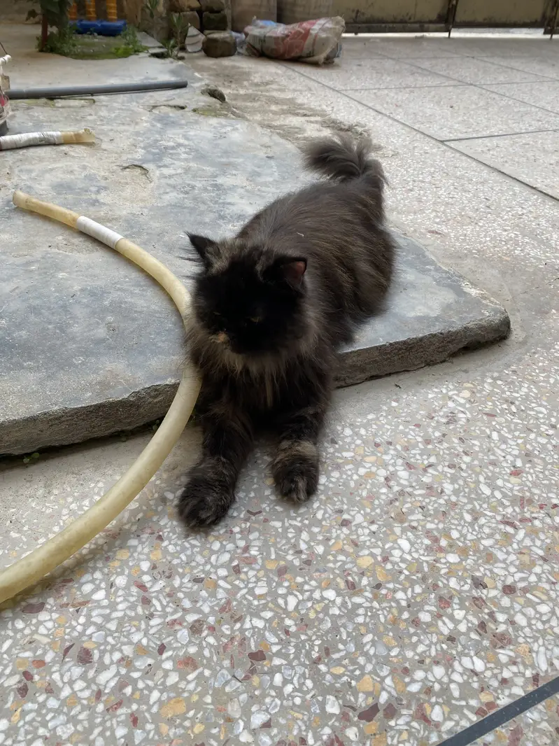 Female Persian Cat For Sale — photo 4