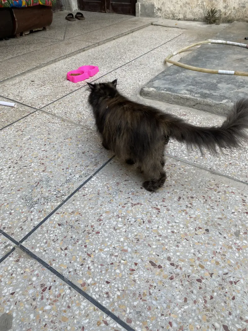 Female Persian Cat For Sale — photo 5