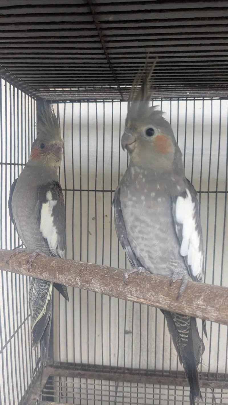 cocktail — photo 3