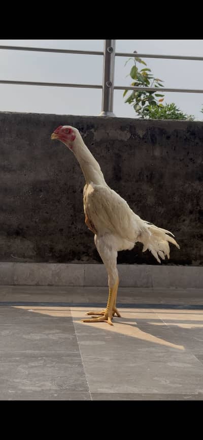 White shamo 2 pathe for sale | young male for sal