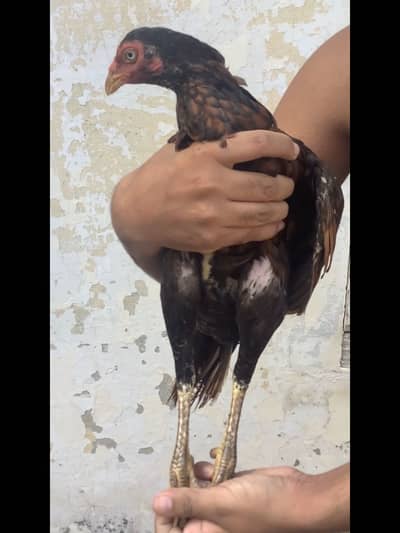 Shajri Madi forsale