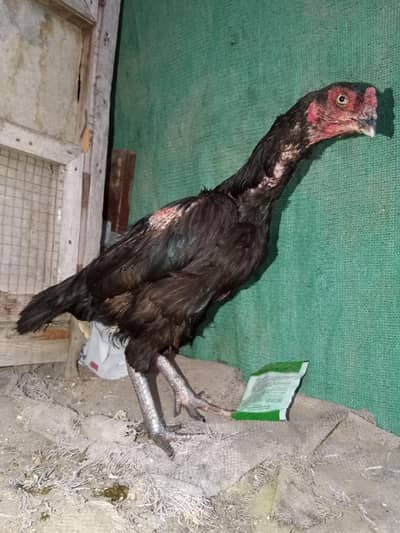 WHITE HEERA FEMALE BREED