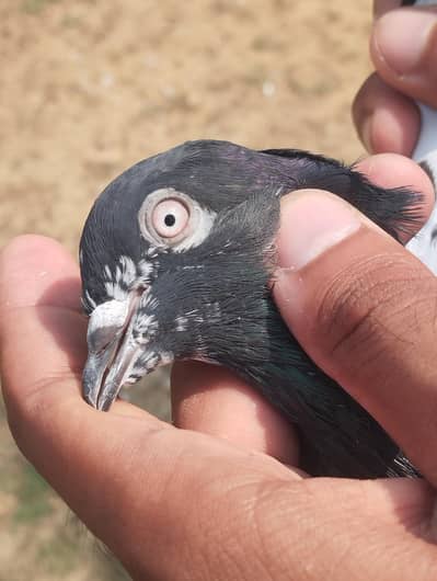 2 breeder jorey for sale