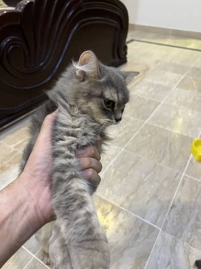 British Pup female and British russian mix male (adoption)