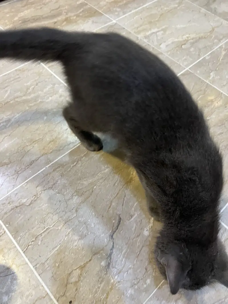 British Pup female and British russian mix male (adoption) — photo 9