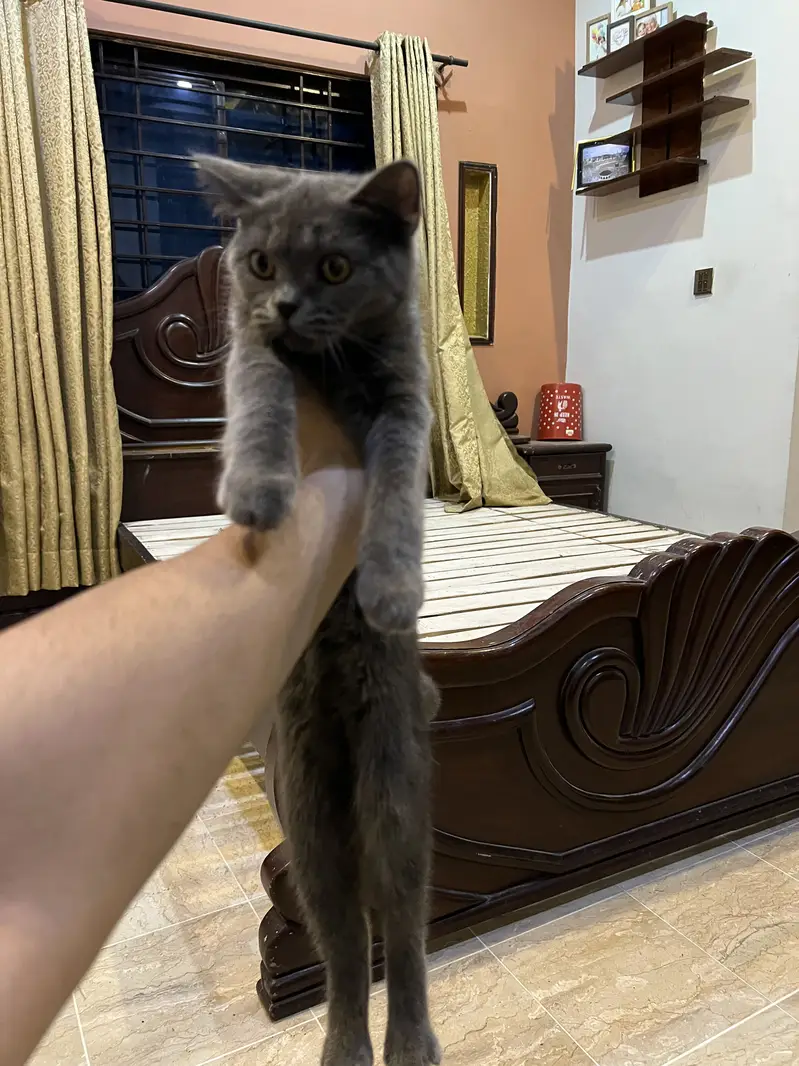 British Pup female and British russian mix male (adoption) — photo 10
