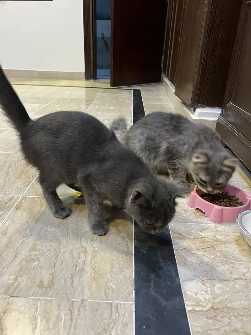British Pup female and British russian mix male (adoption) — photo 11