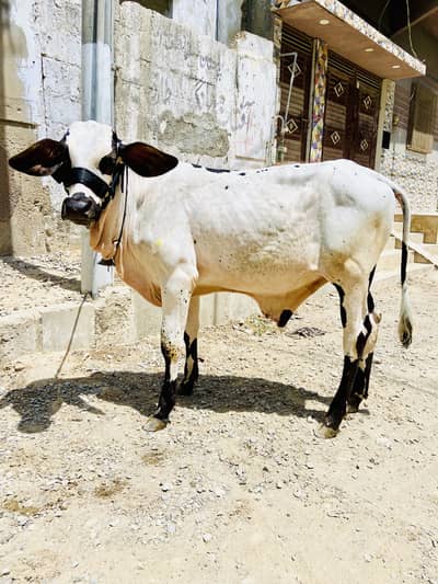 Abluck bachara naaf jhalar