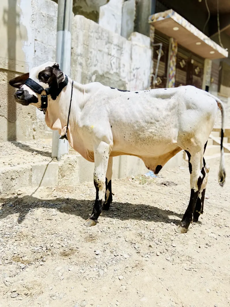 Abluck bachara naaf jhalar — photo 2