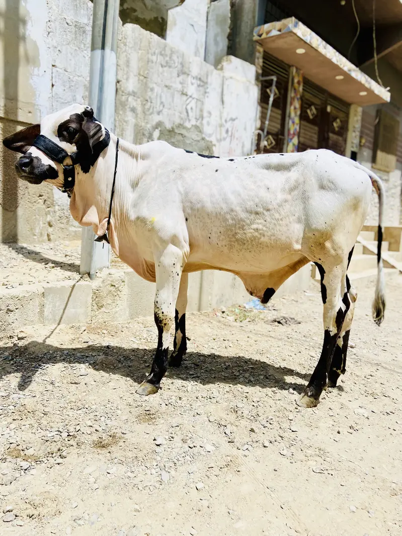 Abluck bachara naaf jhalar — photo 3