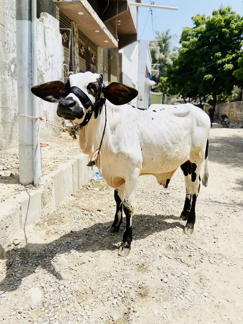 Abluck bachara naaf jhalar — photo 4