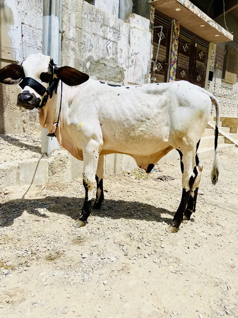 Abluck bachara naaf jhalar — photo 5