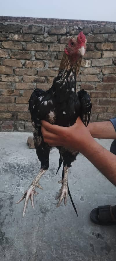 Aseel homebreed pure bloodline pure java 03145489284 WhatsApp
